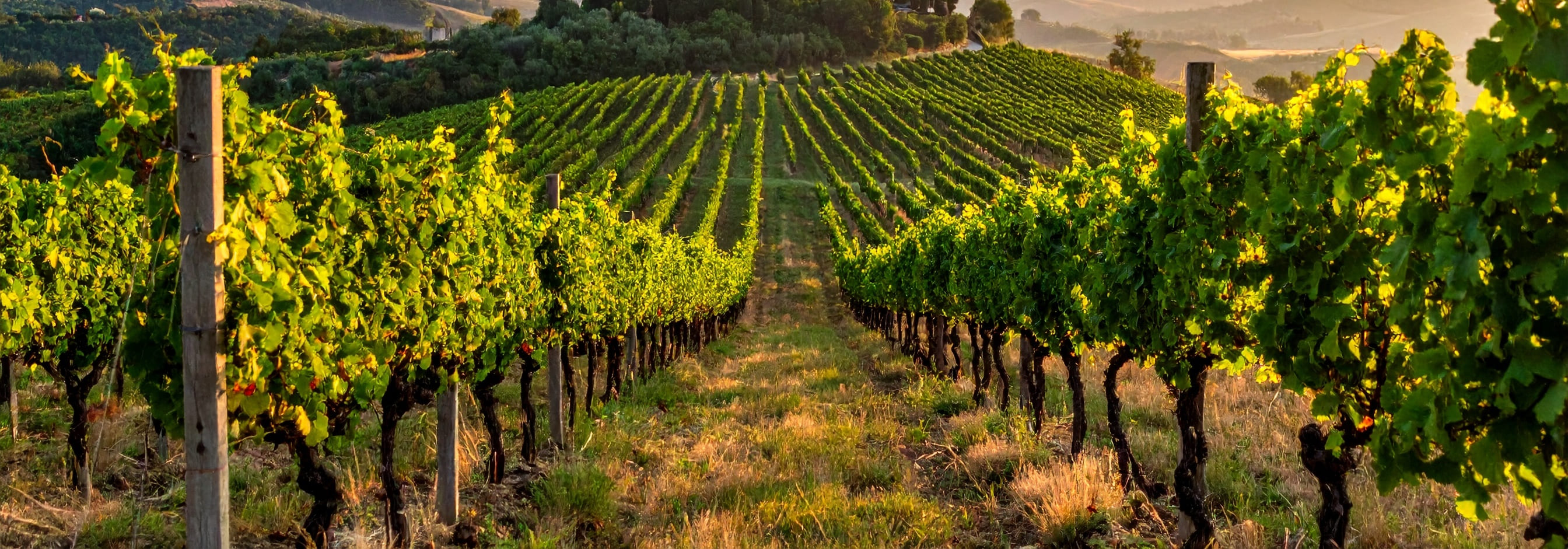 image des vignes