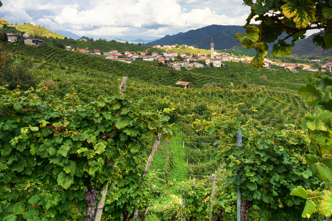 paysage de vignoble